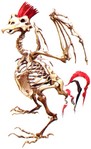 Filename=g-boney-bird.jpg
Filesize=73KB
Dimensions=400x655
Date added=Feb 20, 2006 g-boney-bird.jpg