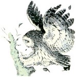 Filename=g-owl1.jpg
Filesize=22KB
Dimensions=250x253
Date added=Feb 25, 2006 g-owl1.jpg