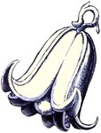 Filename=g-sea-lily-bell.jpg
Filesize=32KB
Dimensions=300x394
Date added=Feb 25, 2006 g-sea-lily-bell.jpg