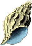 Filename=g-sea-shell.jpg
Filesize=30KB
Dimensions=250x361
Date added=Feb 25, 2006 g-sea-shell.jpg